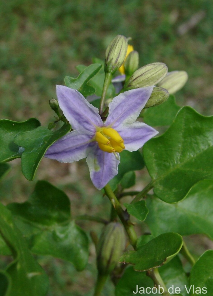 Solanum tuberosum L.